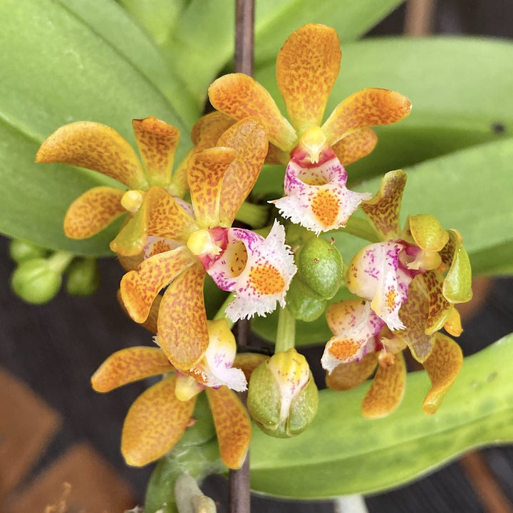 Gastrochilus acutifolius