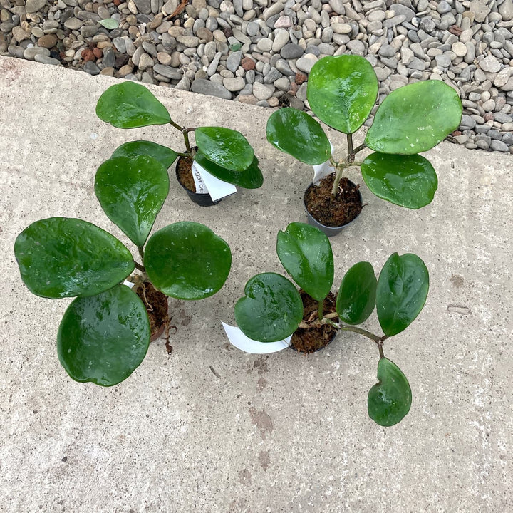 Hoya obovata