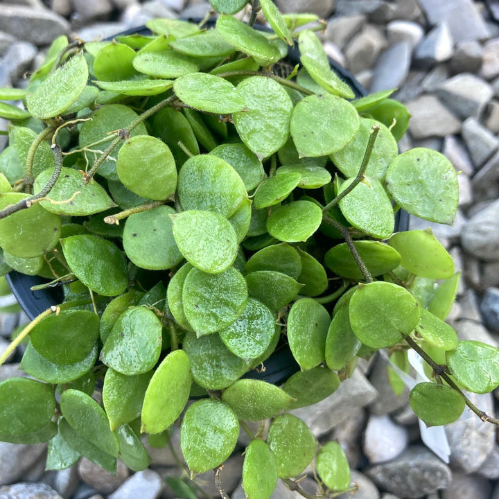 Dischidia hirsuta