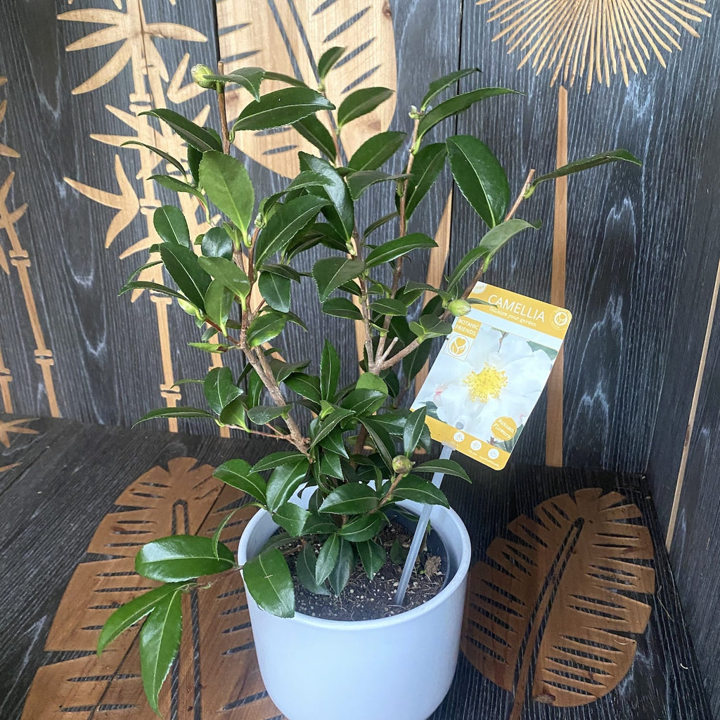 Camellia sasanqua 'White' - resistente al gelo