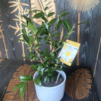 Camellia sasanqua 'White' - rezistenta la inghet