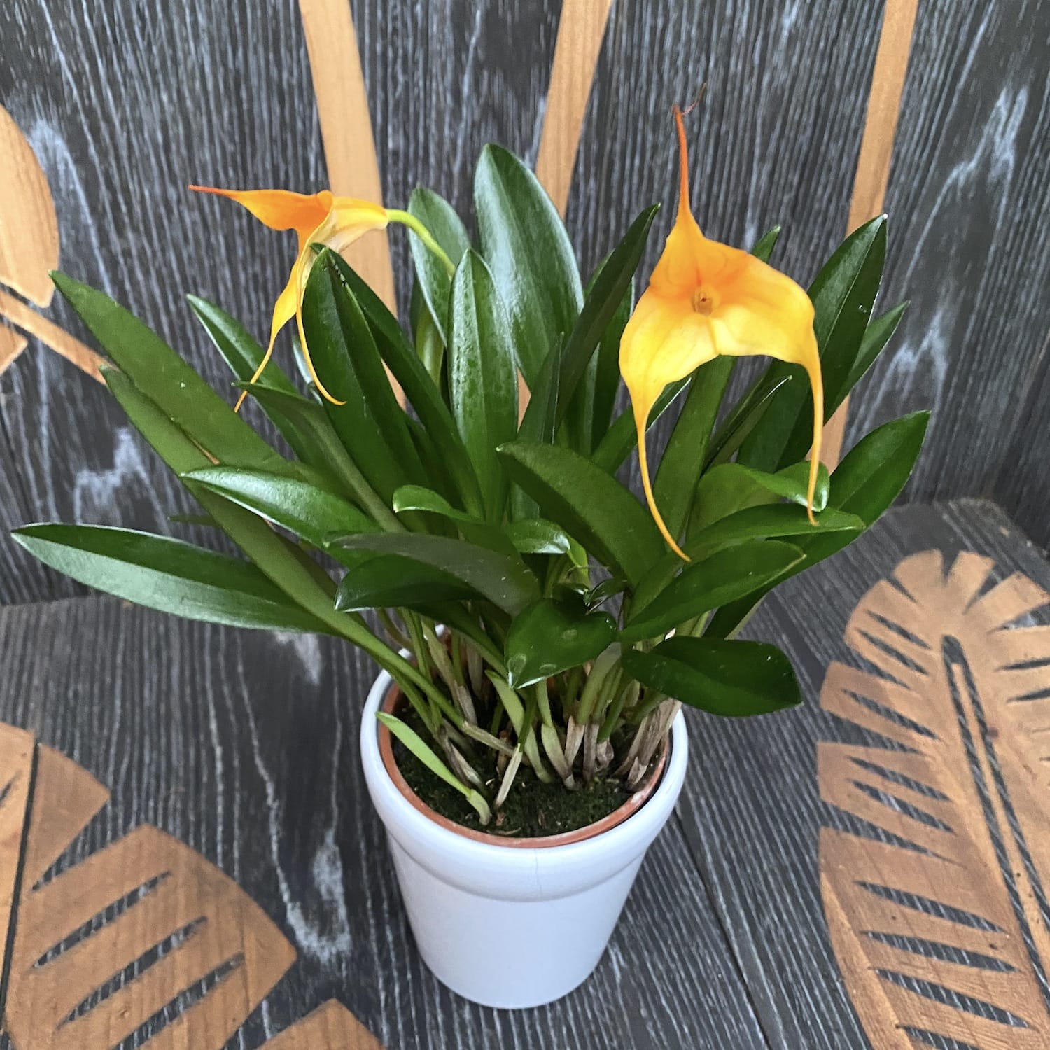 Masdevallia orange mix