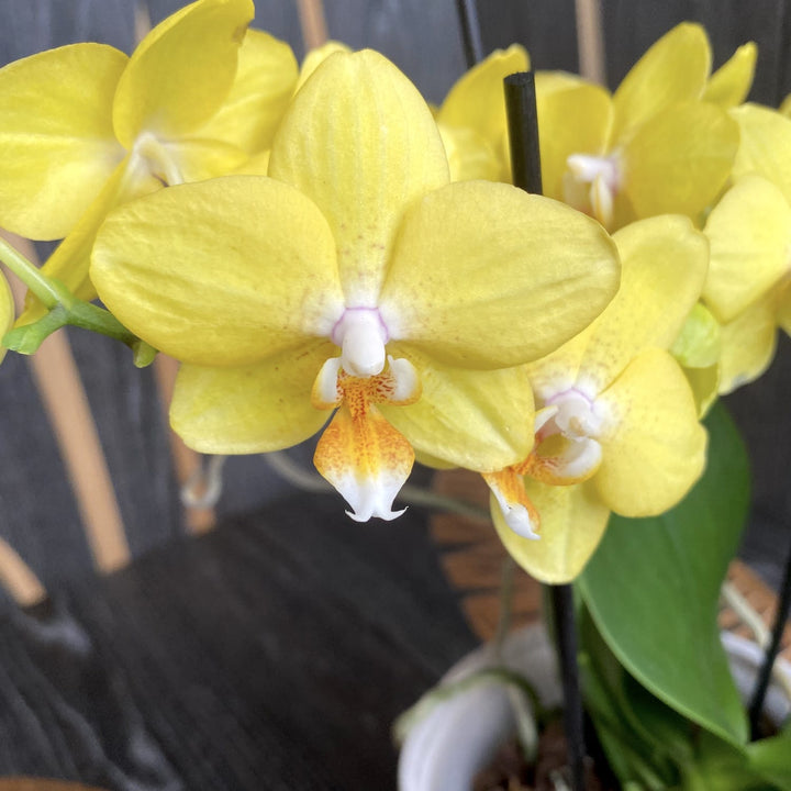 Phalaenopsis PH126