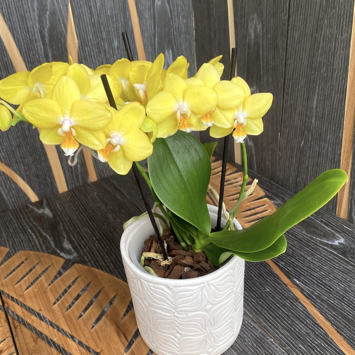 Phalaenopsis PH126