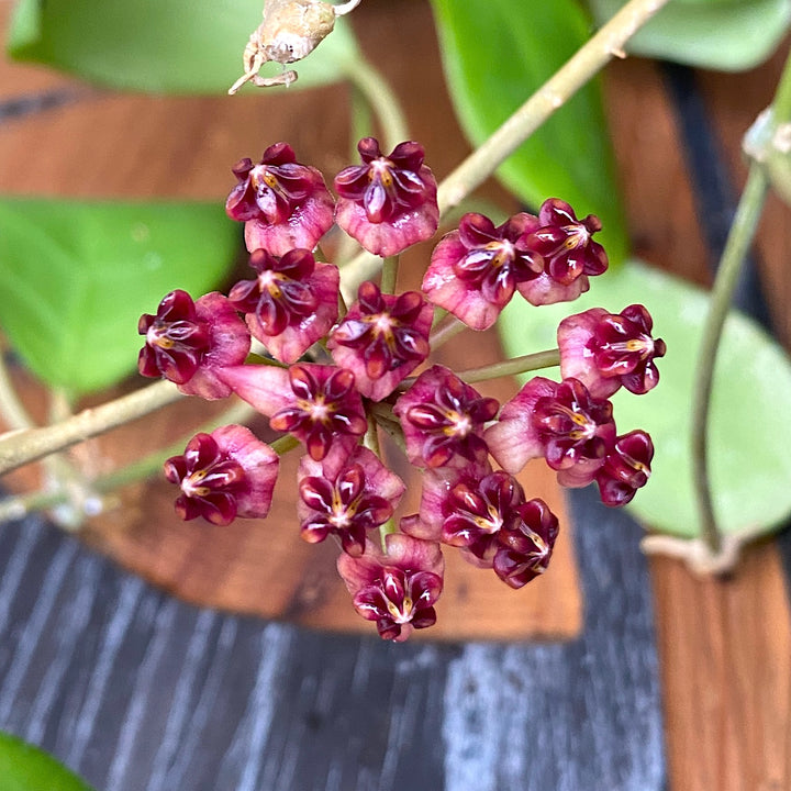 Hoya lucardenasiana