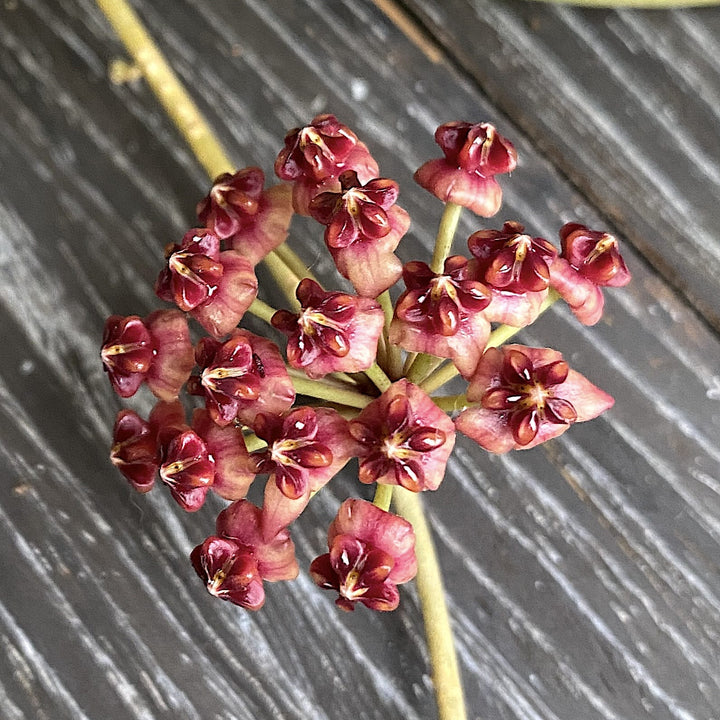 Hoya lucardenasiana