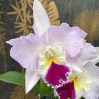 Cattleya trianae