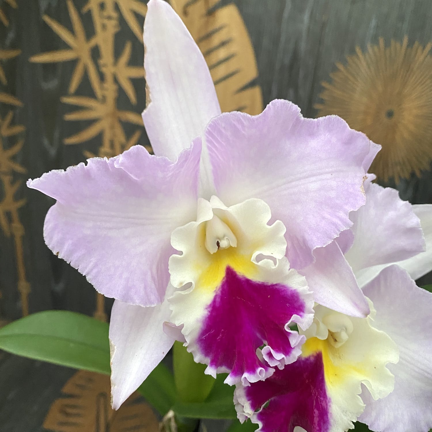 Cattleya trianae