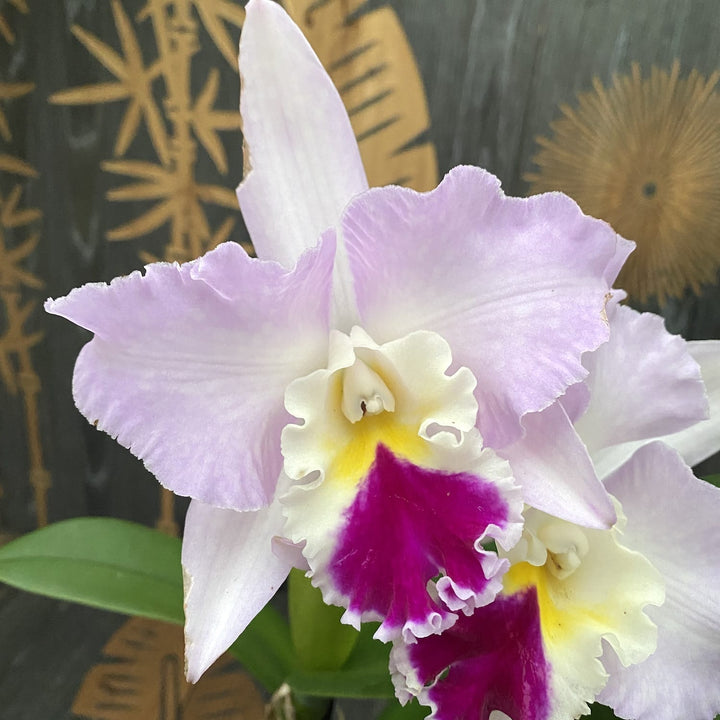 Cattleya trianae