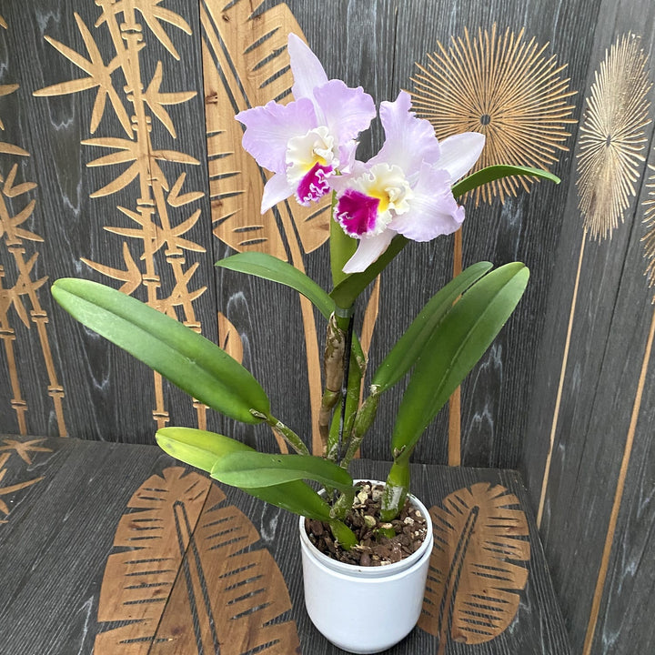 Cattleya trianae