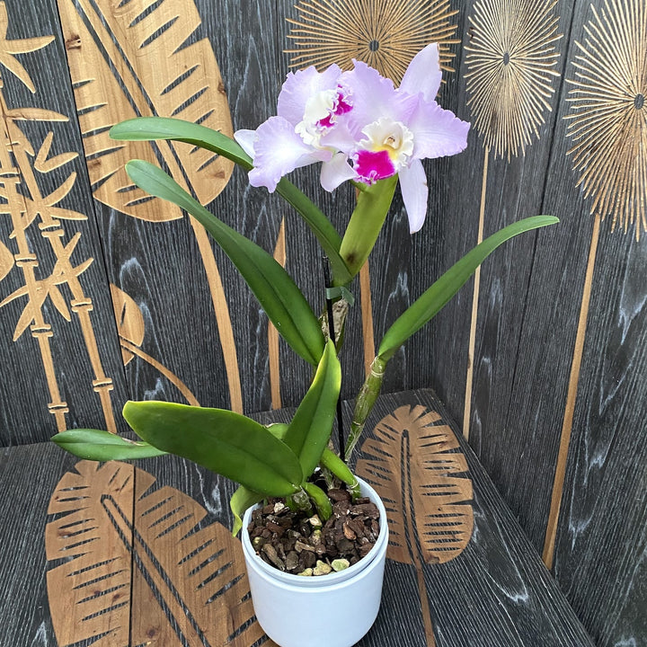 Cattleya trianae