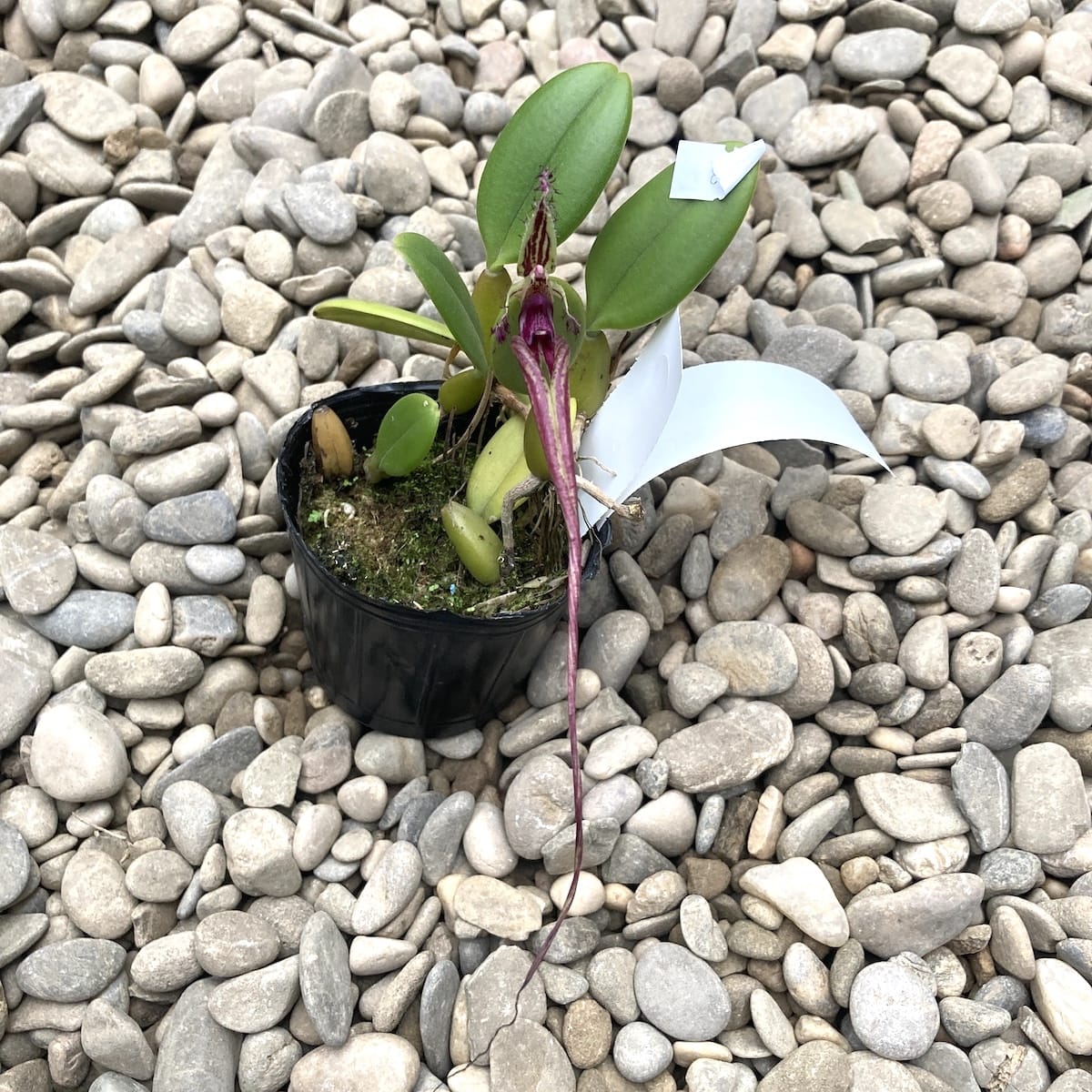 Bulbophyllum putidum (Bulbophyllum appendiculatum)