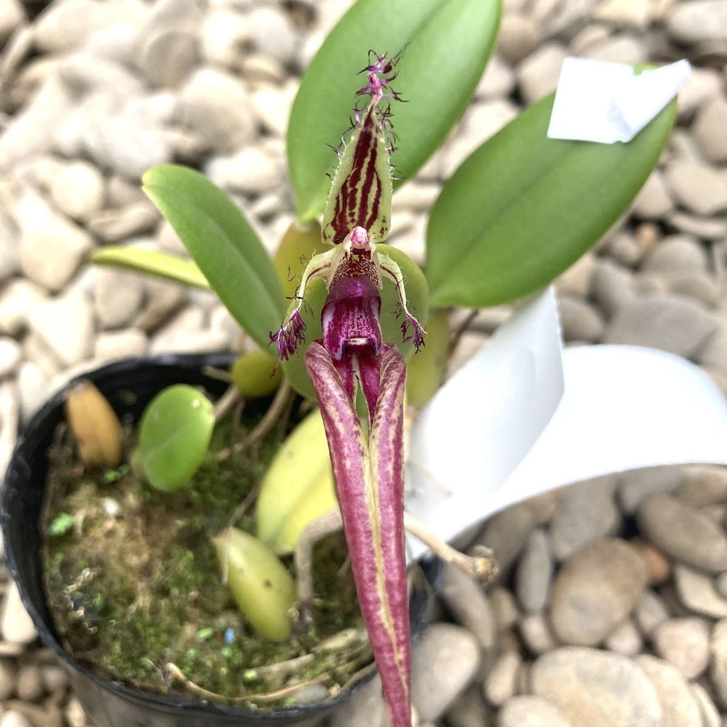 Bulbophyllum putidum (Bulbophyllum appendiculatum)