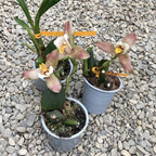 Lycaste deppei