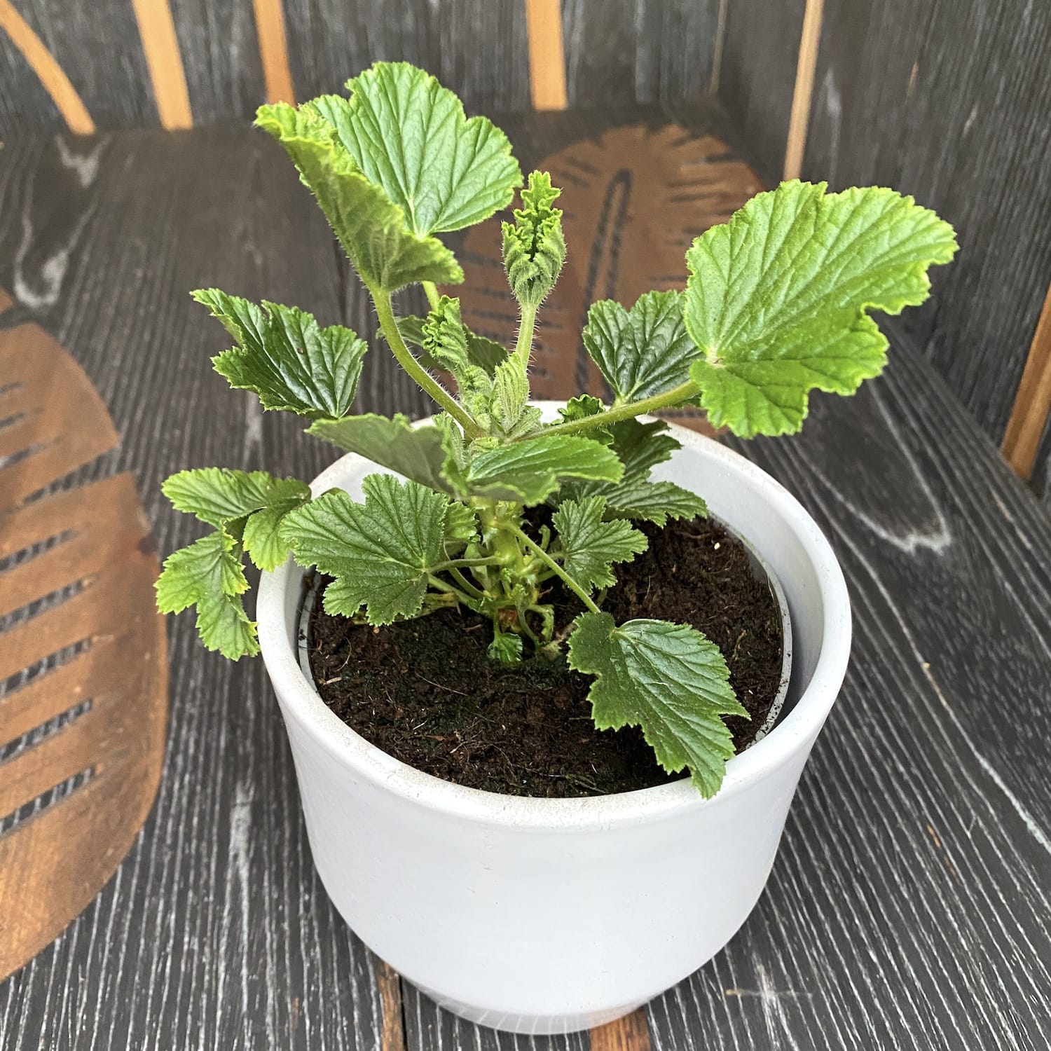 Scented geraniums - Pelargonium 'Orange Fizz' – Floraria Secret Garden (SG)