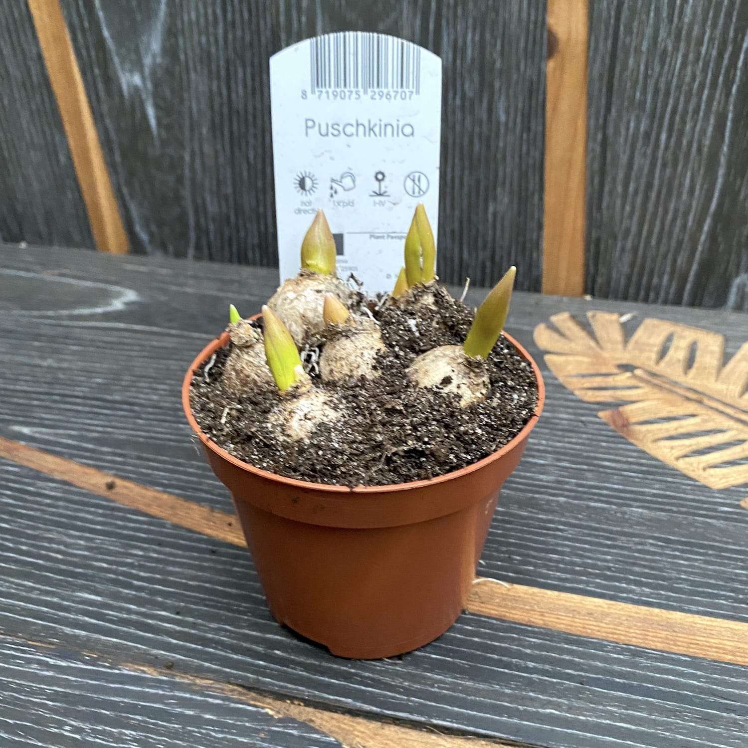 Puschkinia scilloides var. libanotica (Striped Squill)