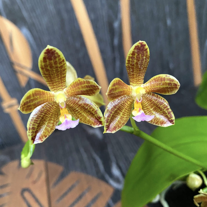 Phalaenopsis Jazz Man (Phalaenopsis mannii × Phalaenopsis javanica)