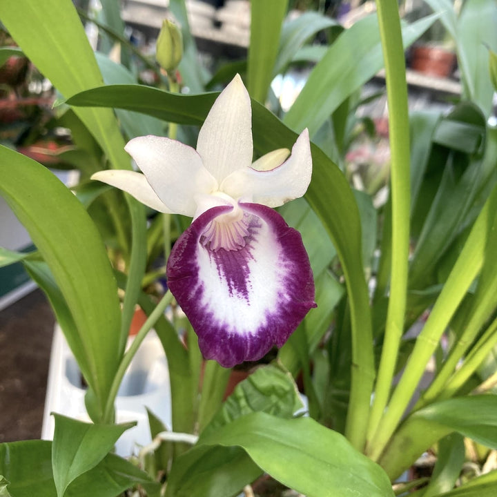 Warczewiczella discolor (Cochleanthes discolor)