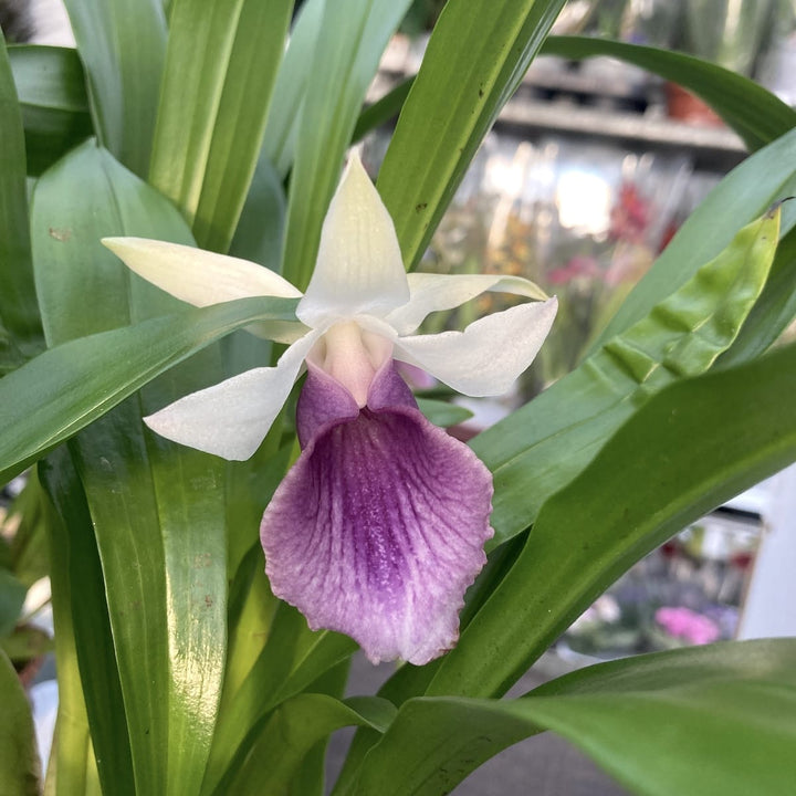 Warczewiczella discolor (Cochleanthes discolor)