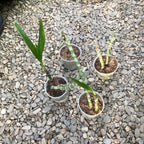 Cyrtopodium andersonii * pachnący