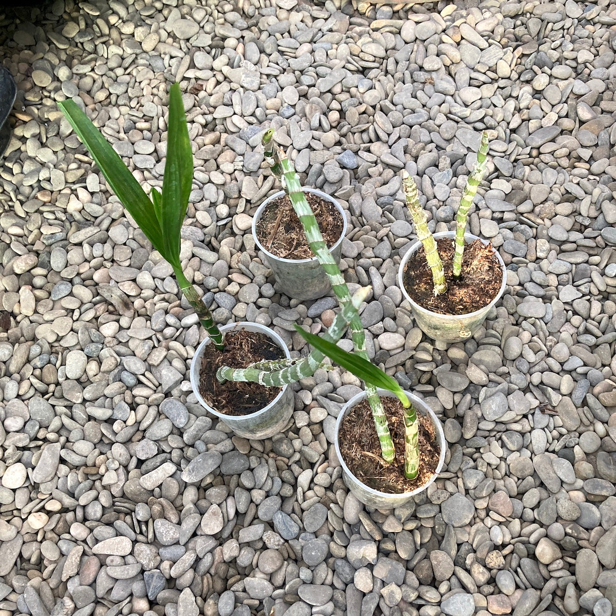 Cyrtopodium andersonii * pachnący