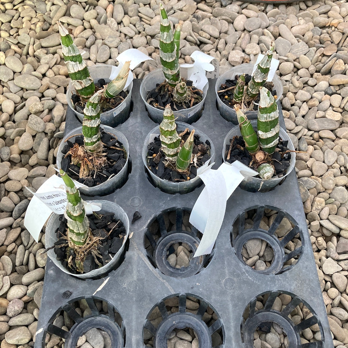 Longhueiara Jumbo Honor (Cyc. Jumbo Freedom × Galeandra baueri)