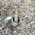 Clowesetum Jumbo Northen (exemplaire sur la photo)