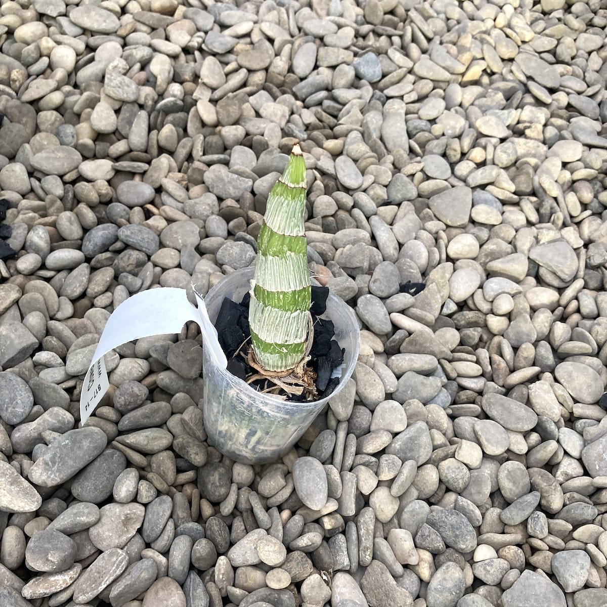 Clowesetum Jumbo Northen (esemplare nella foto)