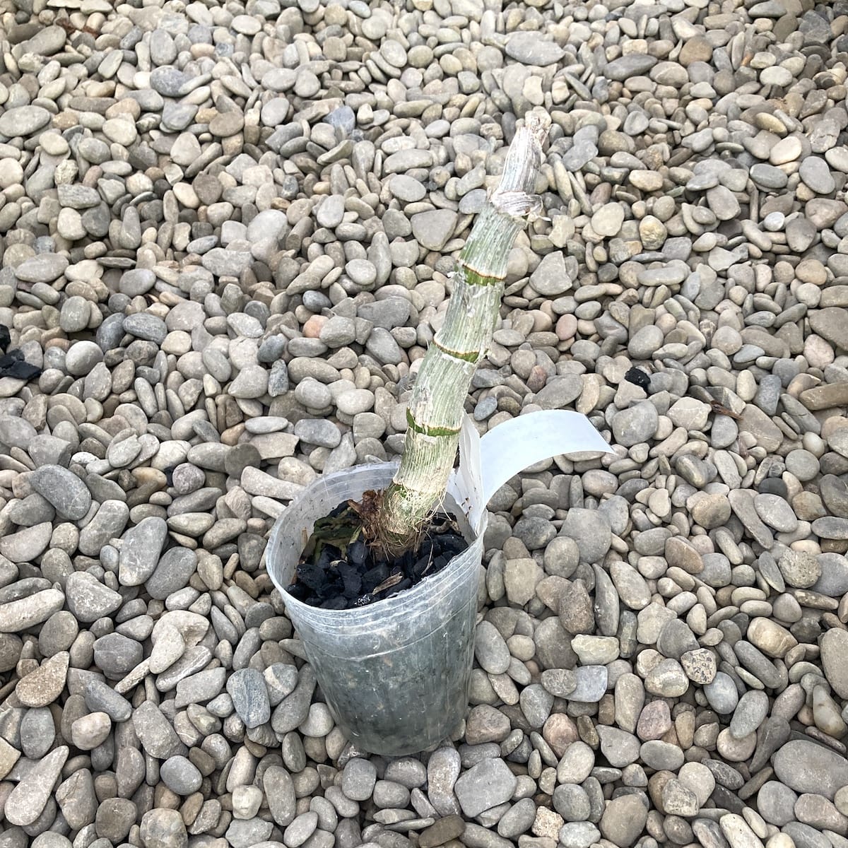 Ctnchs. Jumbo Chastity 'Jumbo Orchids' (esemplare nella foto)