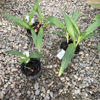 Spathoglottis Sheng Yi Arc-en-ciel