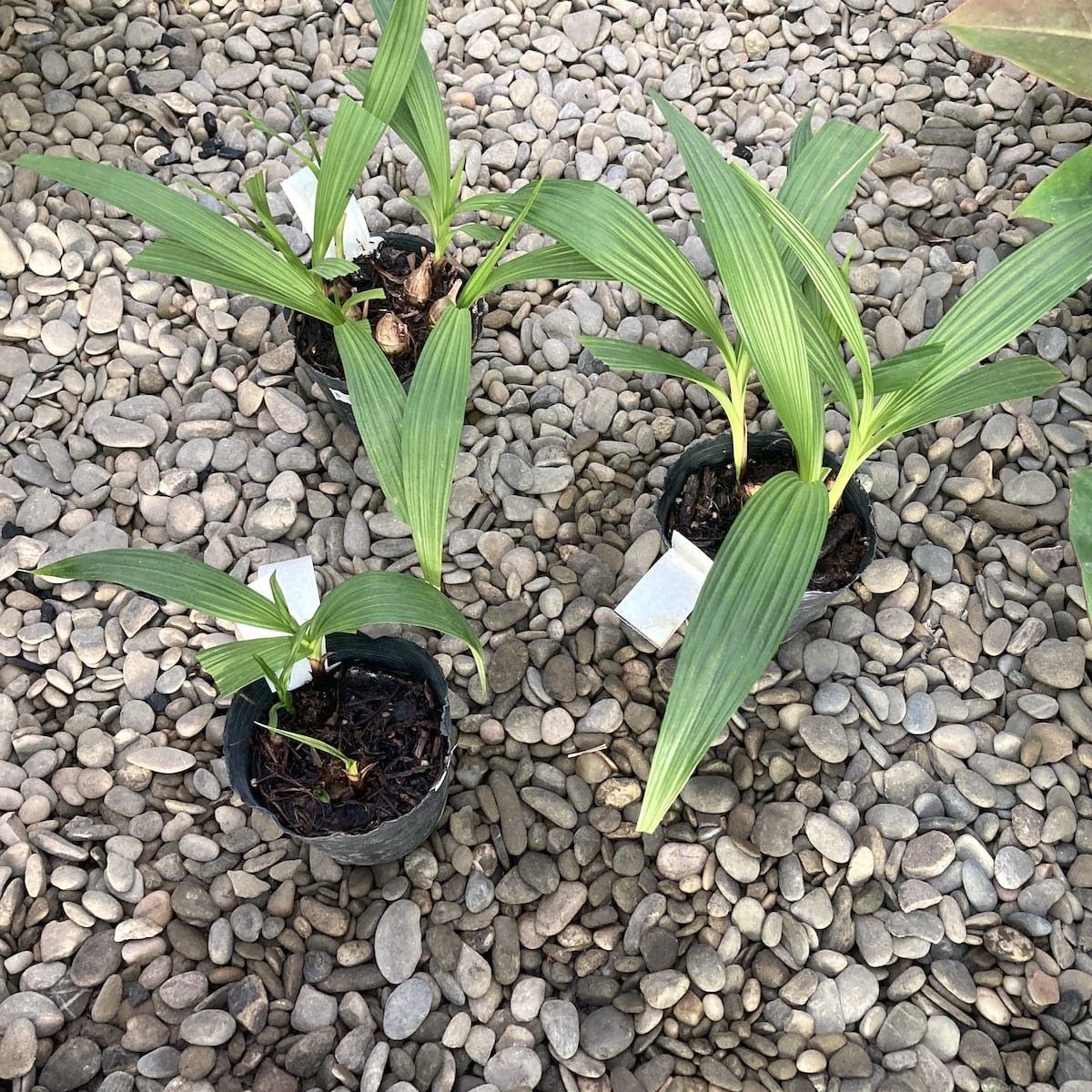 Spathoglottis Sheng Yi Regenbogen