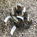 Catasetum pileatum × fimbriatum