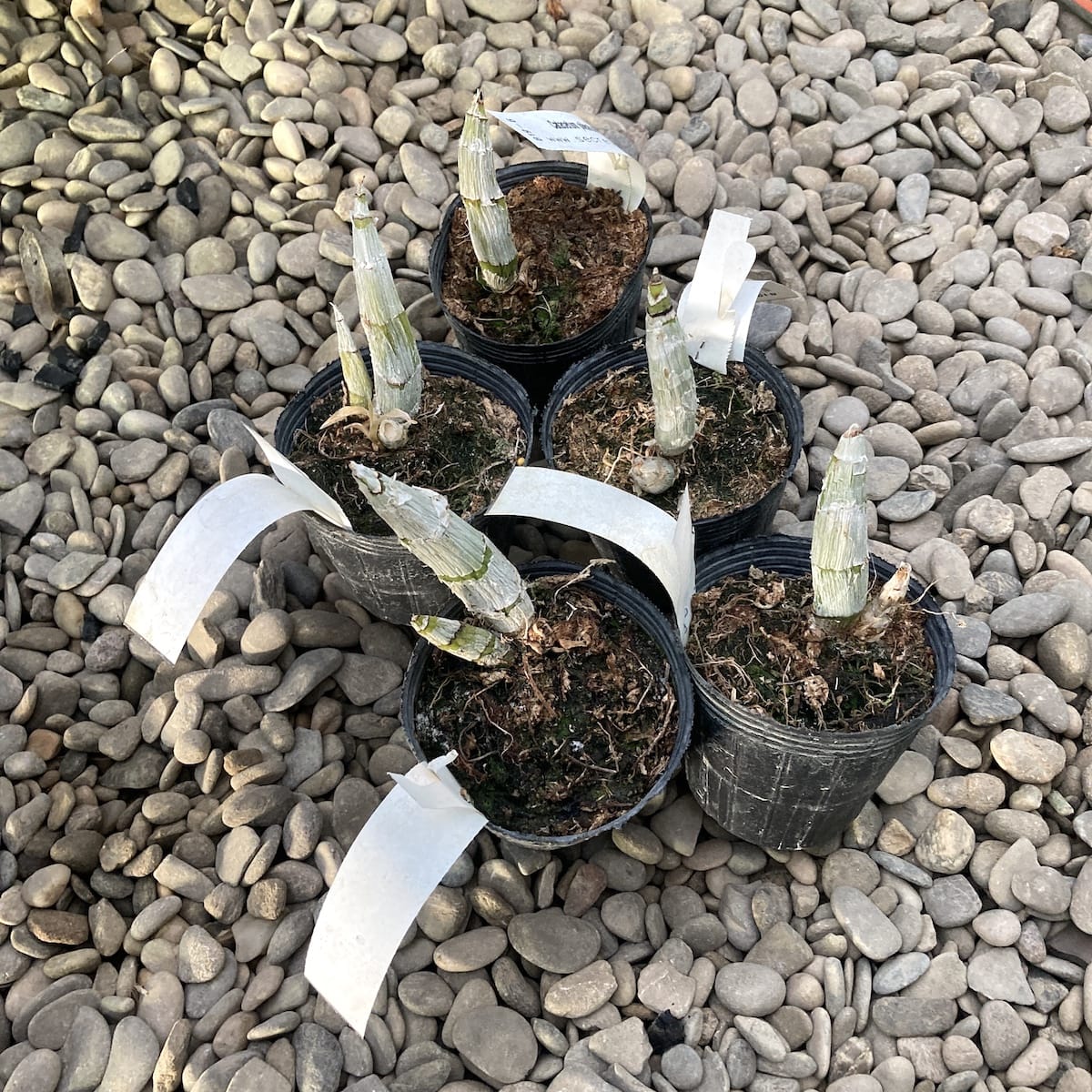 Catasetum pileatum × fimbriatum