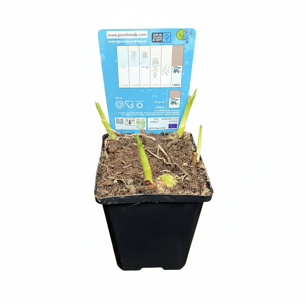 Bletilla striata 'Alba'