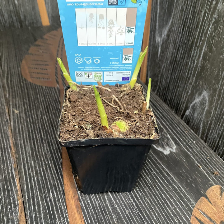 Bletilla striata 'Alba'