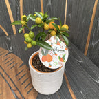 Citrus japonica - Kumquat Oksana Hindsii