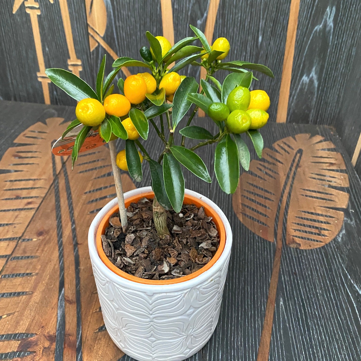 Citrus japonica - Kumquat Oksana Hindsii