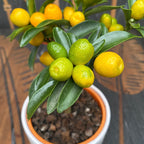 Citrus japonica - Kumquat Oksana Hindsii