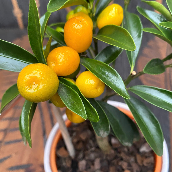 Citrus japonica - Kumquat Oksana Hindsii