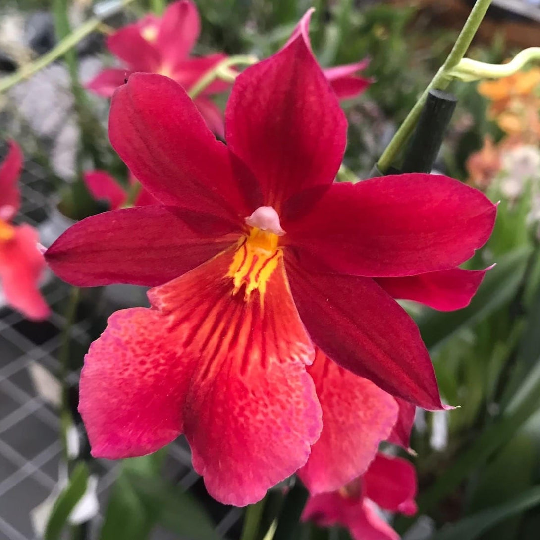 Orhidee rosie Burrageara (Oncidopsis) Nelly Isler