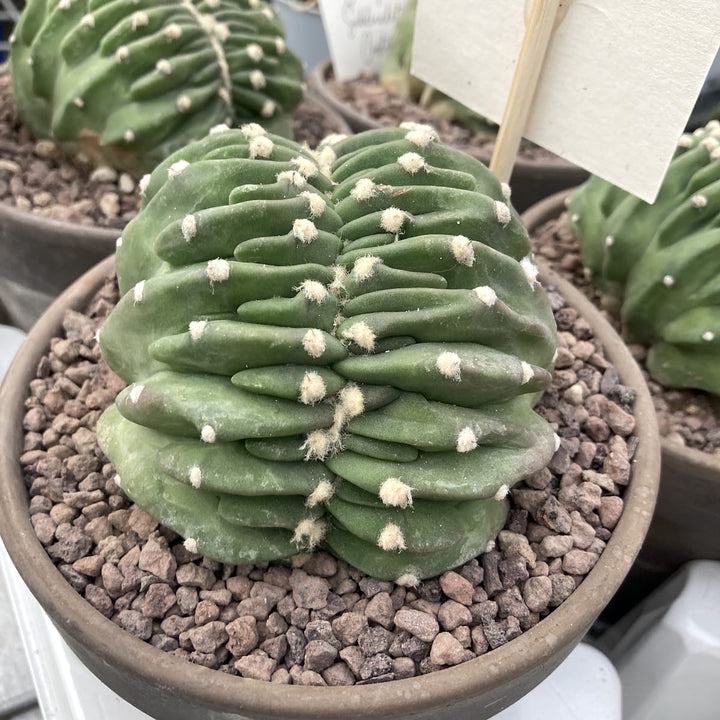 Echinopsis subdenudata f. cristata (Brain Cactus)