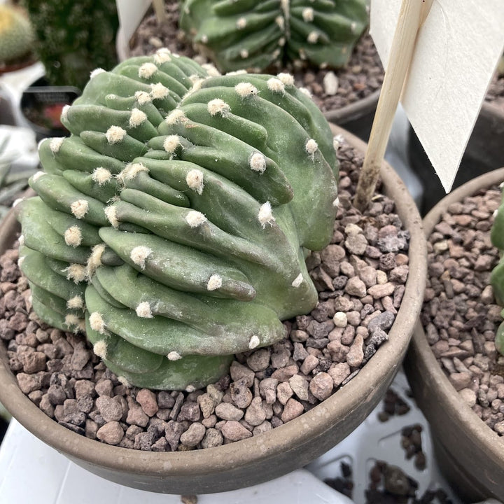 Echinopsis subdenudata f. cristata (Brain Cactus)