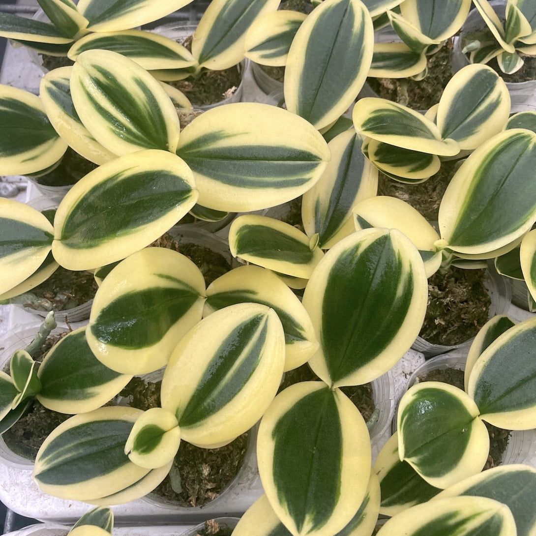 Phalaenopsis Sogo Vivien 'SOGO F858' (super variegation)