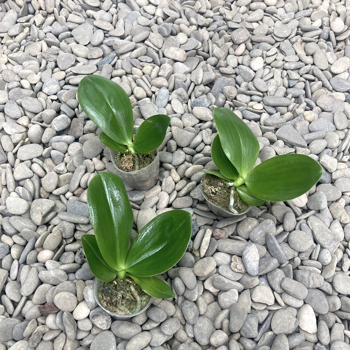 Phalaenopsis KS Super Zebra '183'