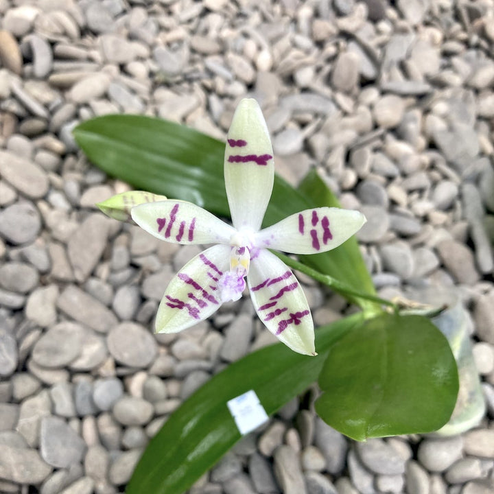 Phalaenopsis tetraspis