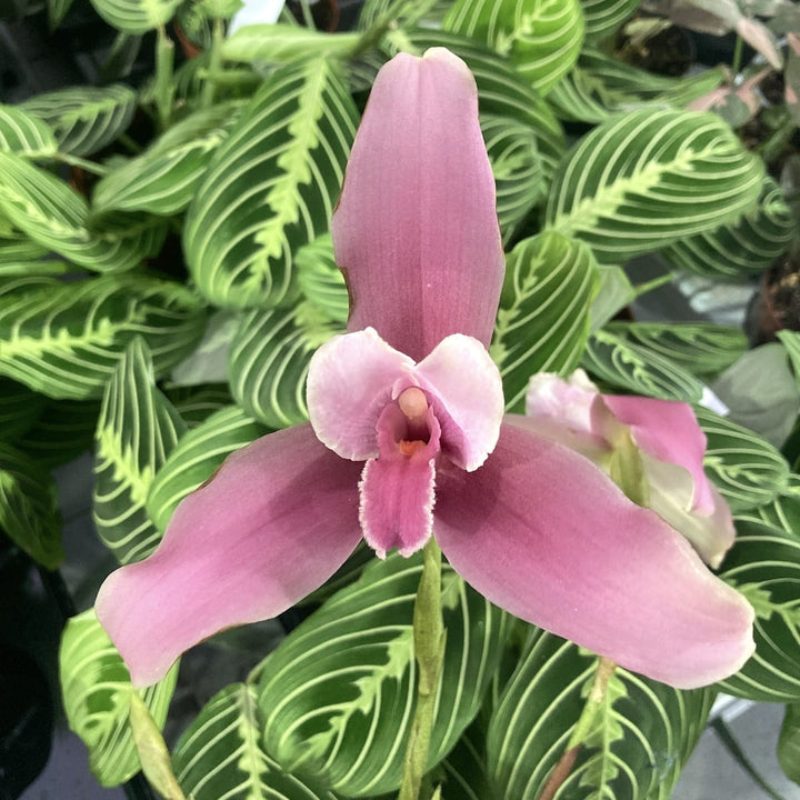 Lycaste Mix Holland, große duftende Blüten