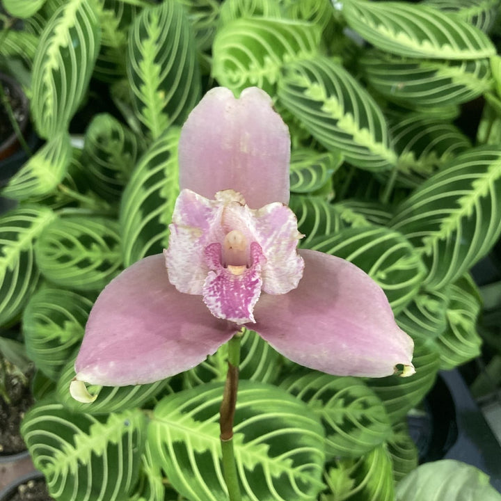 Lycaste mix Olanda, flori mari parfumate