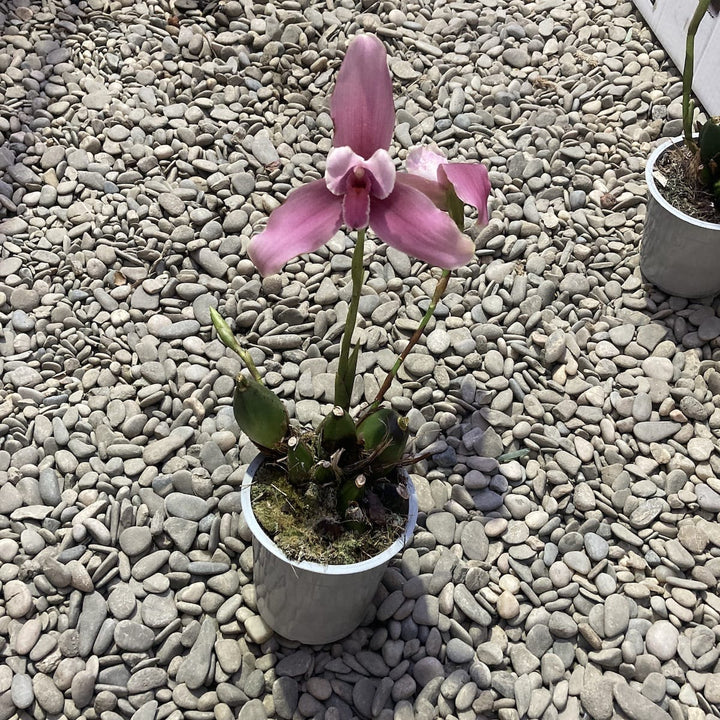 Lycaste Mix Holland, große duftende Blüten