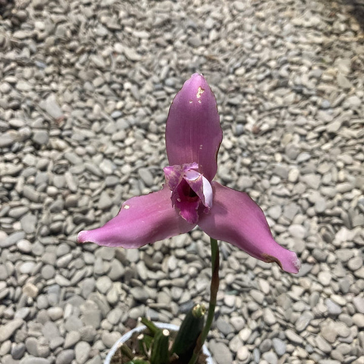 Lycaste Mix Holland, große duftende Blüten