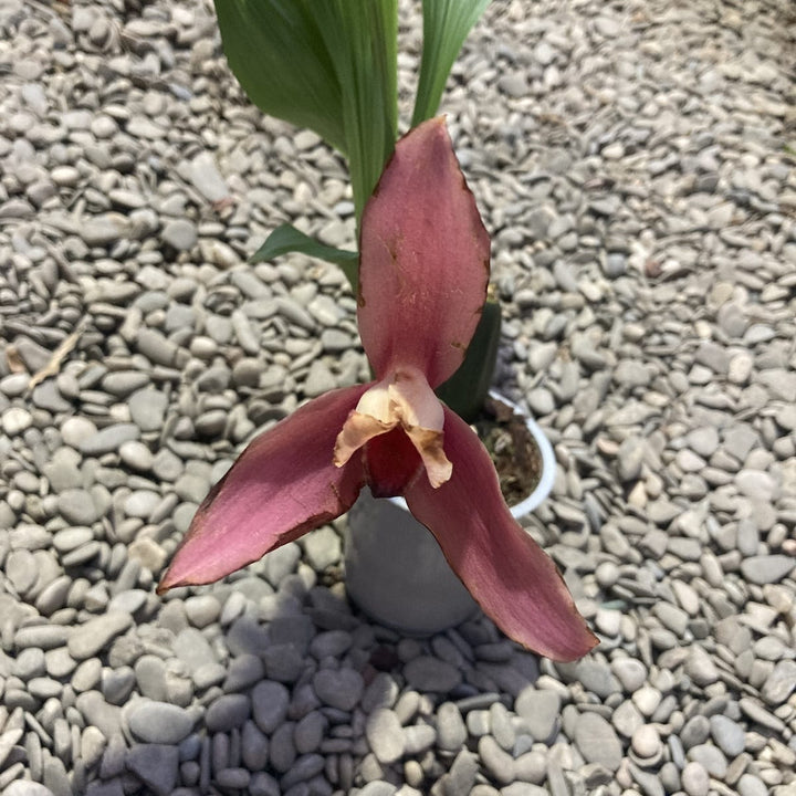 Lycaste mix Olanda, flori mari parfumate